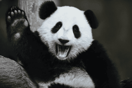 Pandastation Chengdu